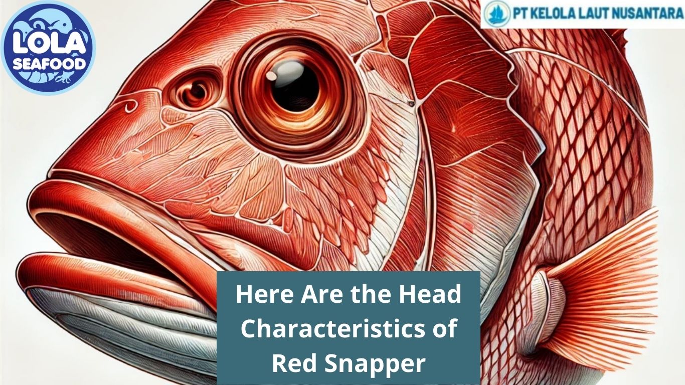 Here Are the Head Characteristics of Red Snapper